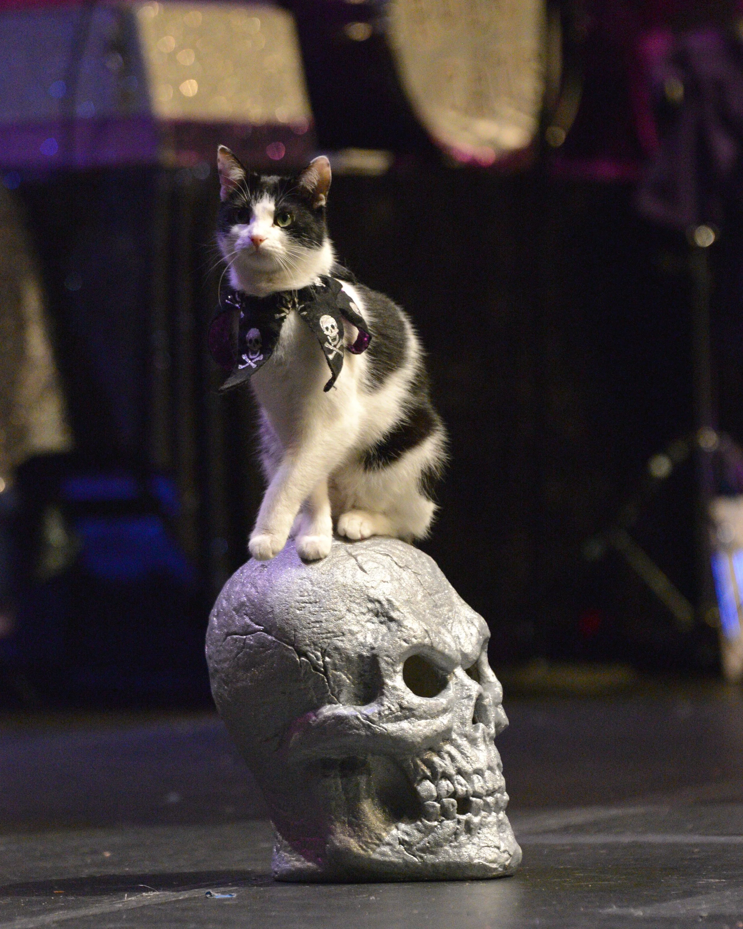 Sponsor an Acro-Cat: JAX the troublemaker! — Rock Cats Rescue Inc